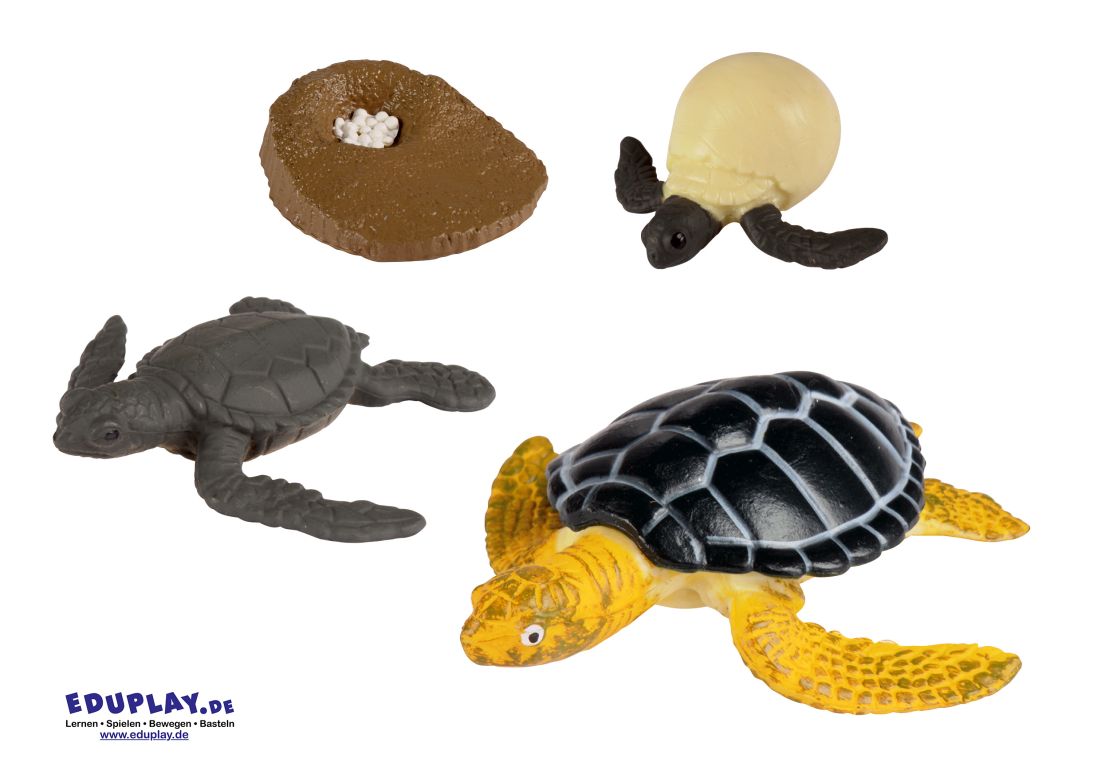 Eduplay Lebenszyklen Meeresschildkröte