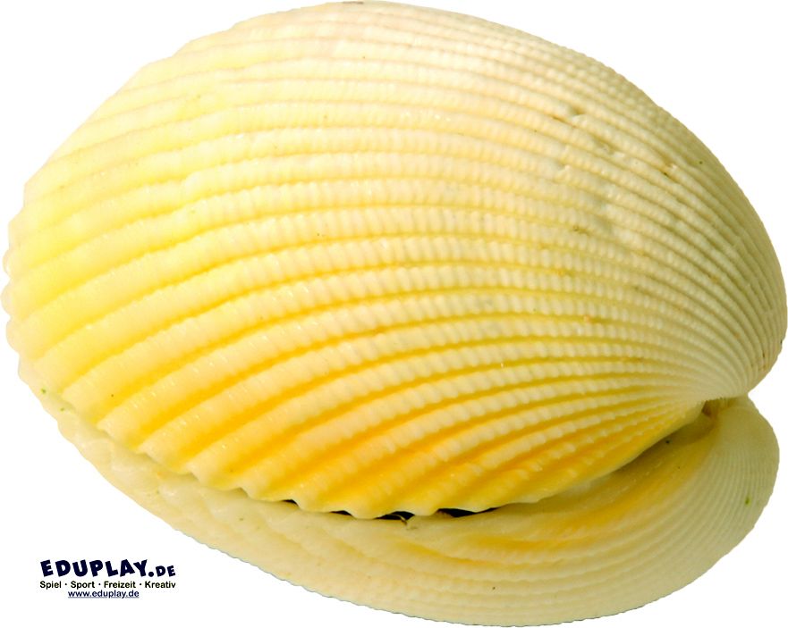130268_1 Eduplay Wundermuschel Sortiert